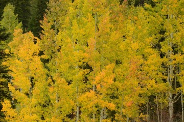 Fall Glory || Crested Butte, CO