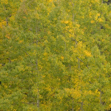 First Signs of Fall || Crested Butte, CO