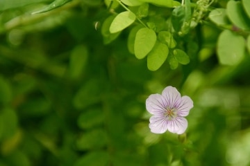 Flower along Trail || Gunnison National Forest, CO