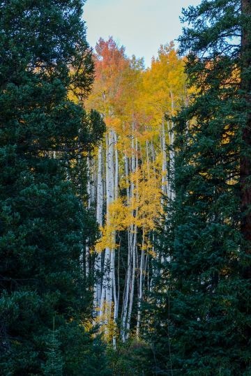 Forest through the Trees || Elk Mountains, CO