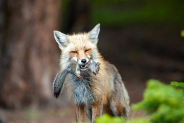 Fox Catches Squirrel || Colorado