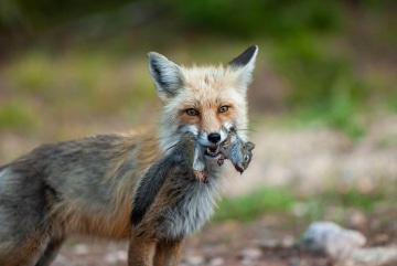 Fox Catches Squirrel || Colorado
