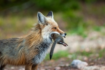 Fox Catches Squirrel || Colorado