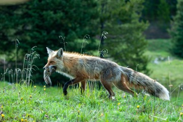 Fox Catches Squirrel || Colorado