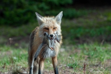 Fox Catches Squirrel || Colorado