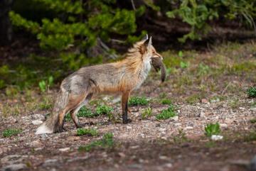 Fox Catches Squirrel || Colorado