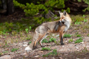 Fox Catches Squirrel || Colorado