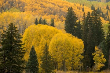 Gloden Fall Color || Crested Butte, CO