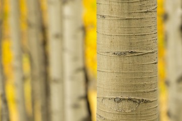 Golden Aspen Detail || Elk Mountains, CO