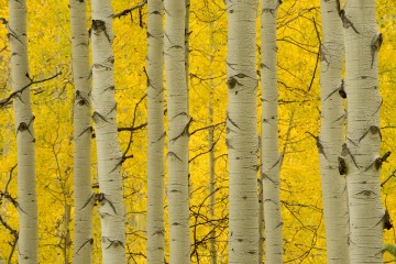 Golden Aspens || Elk Mountains, CO