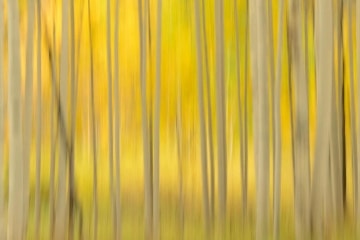 Golden Hint of Aspens || Elk Mountains, CO
