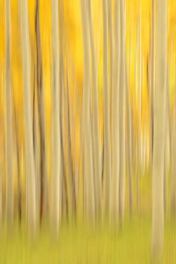 Golden Hint of Aspens || Elk Mountains, CO