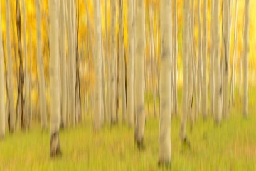 Golden Hint of Aspens || Elk Mountains, CO