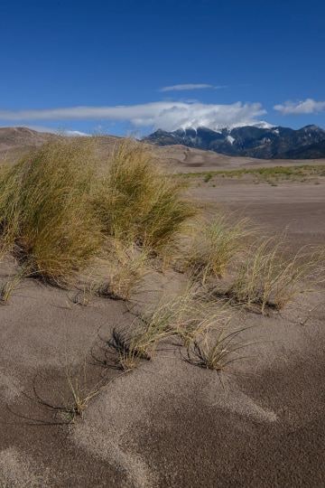 Grass on the Dunes || Great Sand Dunes NP, CO