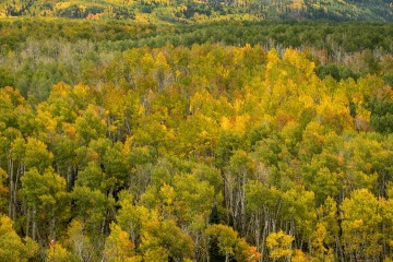 Gunnison National Forest in Fall || Colorado