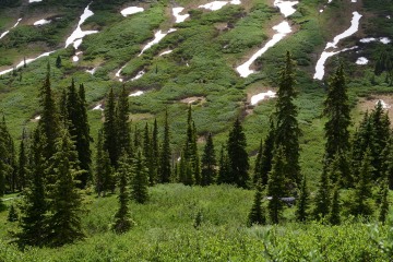 High Country Pines || Gunnison National Forest, CO