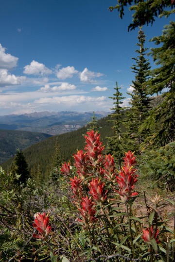 Indian Paintbrush || Mt of the Holy Cross, CO