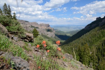 Indian Paintbrush || West Elk Wilderness, CO