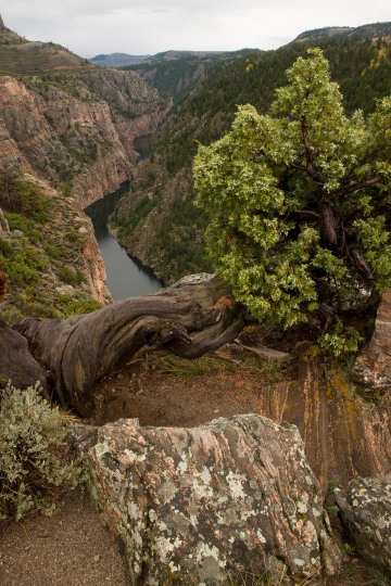 Juniper along Curecanti Creek Trail || Colorado