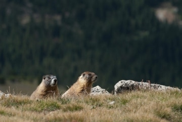 Montezuma Marmot || Colorado