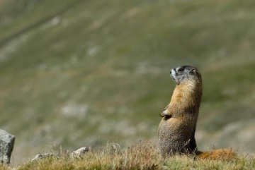 Montezuma Marmot || Colorado