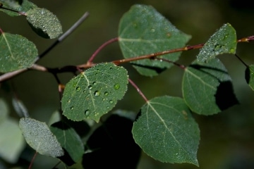 Morning Dew on Aspen Leaf || Mt of the Holy Cross, CO