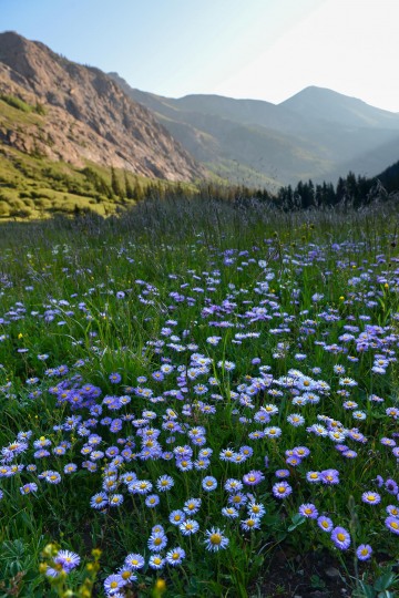 Morning Wildflowers of San Juans || Colorado