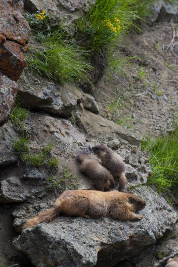Mother and Young Marmots || Gunnison National Forest, CO