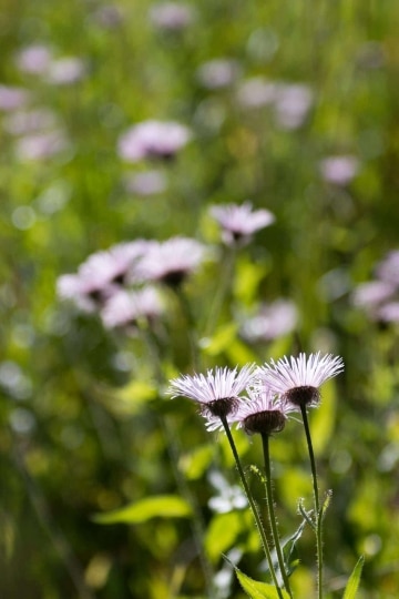 Mountain Asters || Mt of the Holy Cross, CO