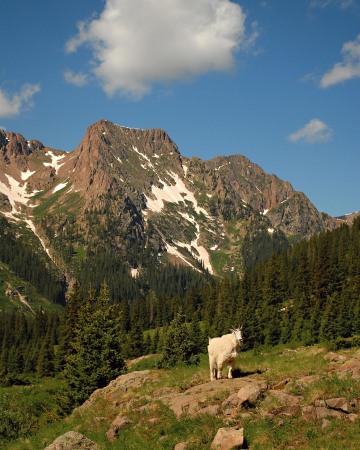 Mountain Goat || Chicago Basin, CO