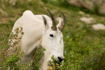 Mountain Goat || Chicago Basin, CO