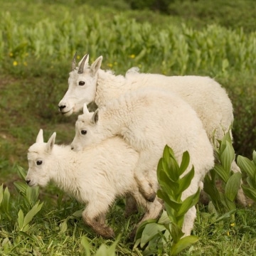Mountain Goat Kids || Chicago Basin, CO