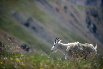 Mountain Goat || Montezuma, Colorado