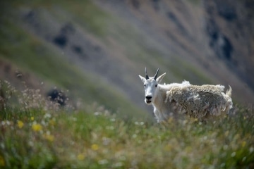 Mountain Goat || Montezuma, Colorado