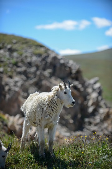 Mountain Goat || Montezuma, Colorado