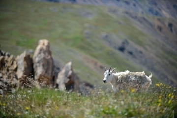 Mountain Goat || Montezuma, Colorado
