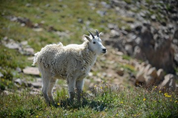 Mountain Goat || Montezuma, Colorado