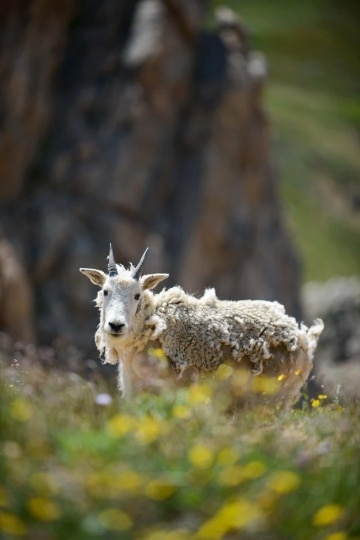 Mountain Goat || Montezuma, Colorado