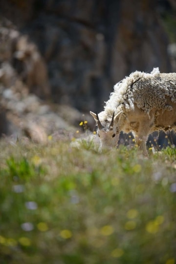 Mountain Goat || Montezuma, Colorado