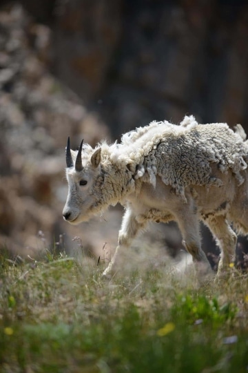 Mountain Goat || Montezuma, Colorado