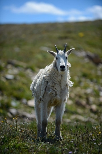 Mountain Goat || Montezuma, Colorado