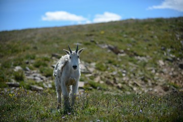 Mountain Goat || Montezuma, Colorado