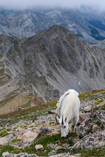 Mountain Goat || Mt. Harvard, CO