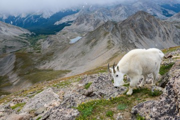 Mountain Goat || Mt. Harvard, CO