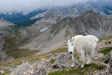 Mountain Goat || Mt. Harvard, CO
