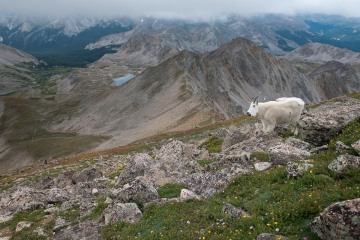 Mountain Goat || Mt. Harvard, CO