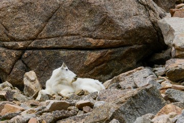 Mountain Goat in Talus || Mt. Harvard, CO