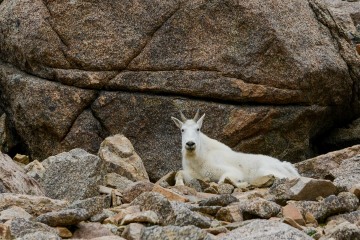 Mountain Goat in Talus || Mt. Harvard, CO