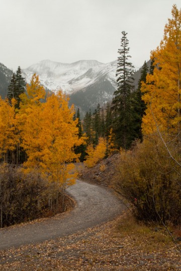 Mountain Road in Fall || Colorado