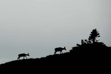 Mule Deer at Dusk || Governor Basin, CO